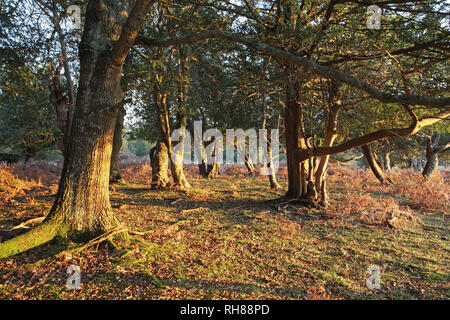 Holly Ilex aquifolia Yew Taxus baccata e rovere Quercus robur il Ragged Boys Hill New Forest National Park Hampshire England Regno Unito Foto Stock