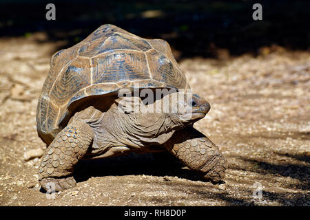 Tartaruga gigante di Aldabra - Aldabrachelys gigantea Foto Stock
