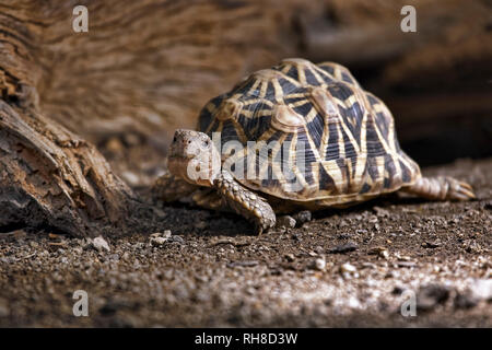 Indian star - tartaruga Geochelone elegans Foto Stock
