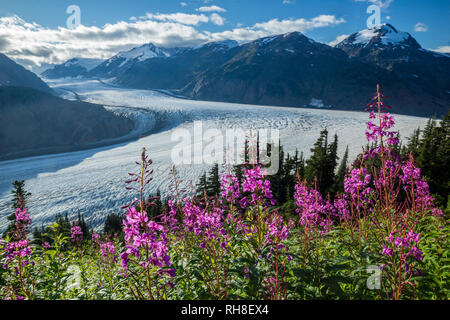 Il ghiacciaio di salmone vicino Hyder con meravigliose fireweed Foto Stock