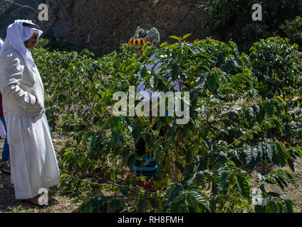 Arabia agricoltore in una piantagione di caffè, Jizan Provincia, Addayer, Arabia Saudita Foto Stock