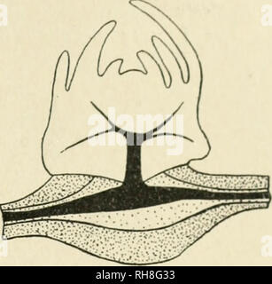 . La botanica della pianta vivente. La botanica. Fig. 144. La sezione mediana di una giovane pianta di Orobanche seduto su la radice del suo ospite. (Dopo Hovelacque.) ( x 20.) • nutrizione irregolare 193 e corteccia, quindi toccando sia dello storage e di conduzione di tessuti. Nel caso in cui la ventosa colpisce un filamento vascolare un continuo dello xilema- connessione può essere estabhshed ; nel floema anche una stretta relazione del setaccio- tubi del parassita con quelli dell'host è stato mostrato. Il Succhiamele prataiolo {Orobanche), e- Toothwort {Lathraea) sono ulteriori esempi di parassiti con completa physiologi- cal dipendenza. Entrambi i Foto Stock