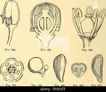 . La botanica per licei e collegi. La botanica. 538 Botanica. V. vulpina, il Fox Soutliern uva, wliicli ha dato luogo alla Scuppernong e altre varietà.* da queste uve americani eccellenti vini sono ora realizzati; ma senza uvetta sono state ancora effettuate da loro. La Virginia Cxee^QV, Ampelopsis quinguefolia {o Vitis quinquefoUa), Figg. 494-501.-Illustrazioni di Vitis vinifkra.. Fig. 498 Fig. 499. Fig. 500. Fig. 501" della Fig. 494.-Flower bud. Ingrandite. Fig. 495.-Sezione di fiore-bud. Ingrandite. Fig. 496.-fiore senza corolla. Ingrandite. Fig. 497.-schema di fiori. Fig. 498 -Frutta. Fig. 499.-seme Foto Stock