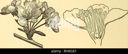 . La botanica per licei e collegi. La botanica. 530 Botanica. Tribù Prunew,-alberi e arbusti, witli steli producendo gomma, semplice ed essenzialmente foglie dentellate e solitaria maturazione carpel in una drupa. (Figg. 478-9). Prunus communis, tlie mandorla, è un nativo di Asia occidentale e ormai in molti a caldo i paesi con clima temperato per i suoi frutti. Due varietà principali sono cresciuti, vale a dire. Dolce e amara ; nella ex il kernel è commestibile, considerando che, in quest'ultimo, è amaro e velenoso. Un olio viene espressa da entrambi i tipi. La pesca è stata fino a poco tempo fa considerati come una specie distinta (P. Persica), ma Foto Stock