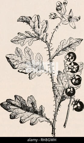 . Botanica agricola per gli studenti. Piante. NIGHTSHADE FAMILY 491 molto rapidamente. Il Dodders sono piante parassite e fare molto danno a trifoglio, erba medica, e i campi di lino, dove essi lo spago circa le piante e far crescere le loro radici nel loro, steli e rob dei loro cibo. Nightshade Family (Solonaceae). - La famiglia è uno per il quale gli irlandesi di patata e di pomodoro e tabacco appartengono. Alcuni autori dare il numero di specie come circa 1700. Entrambi i cinque sepali e cinque petali sono più o meno uniti {Fig. UO). Il stami sono cinque e di solito inseriti sulla corolla. La patata irlandese {Solarium tubero Foto Stock