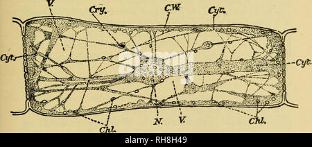 . La botanica della pianta vivente. La botanica; piante. Capitolo III. La cellula vivente. Al fine di capire che " continuo sistema vivente " di cui il corpo della pianta è costituito, sarà necessario esaminare più in dettaglio la struttura e le proprietà fisiologiche della cella-unità che lo compongono. Come affermato nel capitolo precedente, la pianta matura non sono interamente costituite da cellule viventi, ma è a loro che la physiolo- gical attività dell'impianto sono concentrati.. Fig. 17. Ottica in sezione longitudinale di una singola cella di un capello del cetriolo. Esternamente è la parete cellulare (C.W. Foto Stock