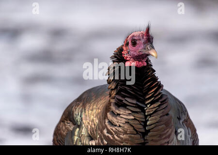 Il tacchino selvatico (Meleagris gallopavo) a piedi attraverso la neve in inverno. Foto Stock