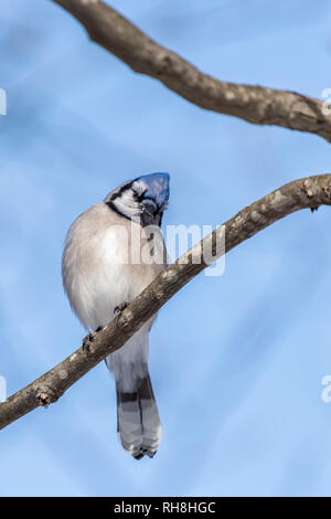 Blue Jay (Cyanocitta cristata) appollaiato su un ramo contro uno sfondo blu in inverno. Foto Stock