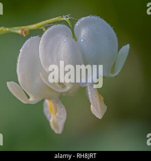 2 fiori di sanguinamento asiatico-cuore bianco con gocce di pioggia bagna Foto Stock