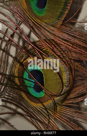 La vibrante Peacock Feather ravvicinata di un occhio colorato Foto Stock