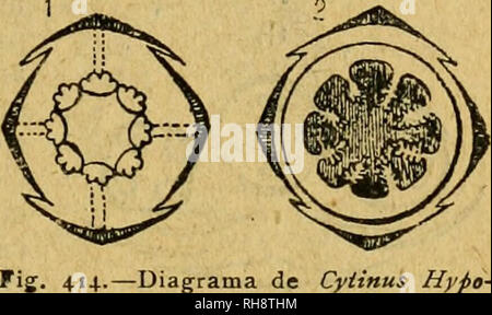 . Botánica descriptiva. Compendio de la flora española. Estudio de las plantas que viven espontáneamente en España y de las más frecuentemente cultivadas que tienen aplicaciones en medicina, agricultura, industria y horticultura. Piante. CYNOMORIUM 267. .-Diagrama de Cyiinus Hy^o- flor masculiaa; 2. Ídem iemenina •cuando hay onu solista cerrado carpelo. La Semilla SA peccato cubiertas, albume carnoso embrión y diferenciado n. Figlio 35 especies, de 14 géneros; en su mayoría de los bosques tropicales. GEN. CYNOMORIUM L. (Del gr, cyno, perro, y morion, Martellare a penna.)-Flores (-f mezcladas con las $, pero separadas unas Foto Stock