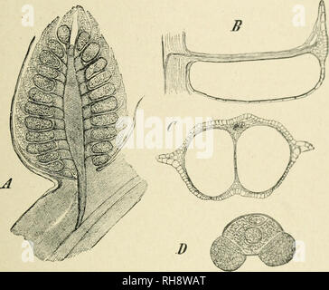 . La botanica della pianta vivente. La botanica. CONIFERAE: il pino silvestre 309 e porta distalmente numerose sporophylls o stami, eacli con due il polline-sac sul suo lato inferiore (Fig. 251, B, D. Il polline-grani peculiare ad arco nel cuscinetto lato destro e sinistro del grano stesso contenente aria sacs (ALI), che forniscono una bassa gravità specifica per il grano intero, e così gli aiuti il suo trasferimento dalla brezza (Fig. 251,/). Nel momento in cui è versato il grano di Pinus contiene in aggiunta al rimane residuale. Fig. 251. Pinus montana. Una sezione longitudinale di un maturo fiore maschio ( x0). B longitu- dinal sezione di un Foto Stock