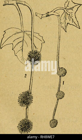 . Botánica descriptiva. Compendio de la flora española. Estudio de las plantas que viven espontáneamente en España y de las más frecuentemente cultivadas que tienen aplicaciones en medicina, agricultura, industria y horticultura. Piante. Fig. 357.-Platanus arieuialis: io, flor fe- menina; 2, flor masculiua; 3, fruto. monoicas en espiga colgante y compuesta de pocas cabezuelas distantes. No tienen cá- liz (fig. 357); y las ^ costanti de onu estambre solista y las 5 de onu cerrado carpelo uniovulado y. F J^ = lE; F $ = ICc . Los frutos figlio aquenios y van acompa nados de pelos largos y numerosos que per Foto Stock