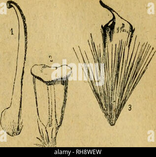 . Botánica descriptiva. Compendio de la flora española. Estudio de las plantas que viven espontáneamente en España y de las más frecuentemente cultivadas que tienen aplicaciones en medicina, agricultura, industria y horticultura. Piante. PLÁTANOS 215. Fig. 357.-Platanus arieuialis: io, flor fe- menina; 2, flor masculiua; 3, fruto. monoicas en espiga colgante y compuesta de pocas cabezuelas distantes. No tienen cá- liz (fig. 357); y las ^ costanti de onu estambre solista y las 5 de onu cerrado carpelo uniovulado y. F J^ = lE; F $ = ICc . Los frutos figlio aquenios y van acompa nados de pelos largos y num Foto Stock