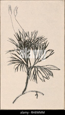 . La botanica; principi e problemi. La botanica. Fig. 206. Fig. 207. Fig. 206.-Marsilia. La spora-frutti o sporocarps (s) crescono fuori dal picciolo della foglia contengono microsporangia megasporangia e. (Da Stras- burger, dopo Bischoff). Fig. 207.-un club-moss (Lycopodium). La metropolitana stelo ha inviato fino a molto ramificata a sparare su cui sono di piccola scala come foglie. Su questo sono portati due gruppi di coni. per un periodo di tempo in abbondanza di cibo immagazzinato in il gametofito femminile, ma ben presto diventa indipendente attraverso la creazione di una radice e di foglie di propria. Questo tipo heterosporous Foto Stock