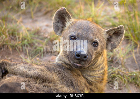Spotted hyena (Crocuta crocuta) scavenger ritratto su erba verde sfondo sotto la luce del mattino nel Parco Nazionale di Kruger, Sud Africa Foto Stock