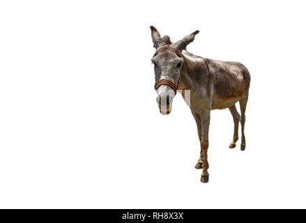 Asinello bianco (asinus in latino) è avvicinare sempre più isolato su sfondo bianco Foto Stock