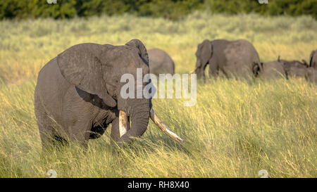Elefante africano (Loxodonta africana) camminando in erba lunga della savana nel parco nazionale Kruger Sud Africa Foto Stock