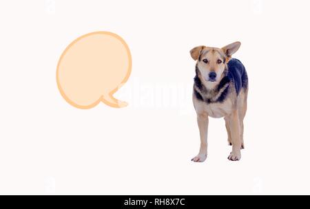 Nero e Marrone cane randagio isolato su sfondo bianco Foto Stock