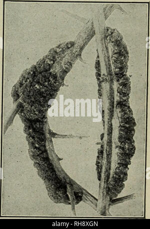 . La botanica per le scuole superiori. La botanica. Fig. 227. Uovo fecondato sur- arrotondate dall'avvolgono- ing filettature che crescono intorno ad esso. Figg. 225-227. - La fecondazione in Sphaerotheca; una delle muffe in polvere. (Dopo Harper.) 437. Il nero funghi (Sphaeriales).-Il nero funghi comprendono un vasto numero di sac funghi, con molti generi e specie. I corpi di frutta (perithecia) sono di colore nero o marrone scuro; essi si verificano singolarmente, in truppe o in masse, e talvolta sono integrati in un nero lo stroma (un compatto fungo sterile di tessuto). Molti sono saprofiti e molti altri sono parassiti su altre piante, causando leaf s Foto Stock