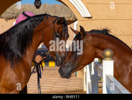 Cavalli arabi nel prigioniero Alhazm, provincia di Najran, Khubash, Arabia Saudita Foto Stock