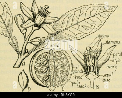 . La botanica di piante di raccolto; un testo e il libro di riferimento. La botanica, economico. RUTACE.-l': 477 Kky a importanti generi di Rutace^^ Lascia trifoliate, Poncirus (trifoliate arancione). Lascia unifoliate. Ovaia da tre a sette-celled; ovuli due in ogni cella; lo stigma cavernosa, Forliinella (kumquat). Ovaia otto- a quindici-celled; di solito più di due ovuli in ciascuna cella; lo stigma solido, agrumi (arancio, limone, pompelmo, calce, ecc.). Fig. 201.-arancia acida (Citrus aurantium). A. fioritura succursale; B, sezione longitudinale di fiore; C, sezione longitudinale di frutta; D, seme. (Dopo Wossidlo.) Citrus (Citron, L Foto Stock