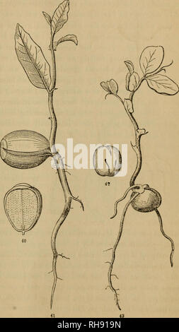 . La botanica per giovani e scuole comuni. La botanica. In che modo le piante crescono dal seme. 19 lascia la fornitura di abbondante materiale per la crescita. Una ciliegia-seme è proprio come una mandorla, solo su una scala più piccola. Fig. 38 è l'embrione di una ciliegia, con il molto spessi e semi-lascia un po' di separati. Fig. 39 è lo stesso sviluppato in un giovane plantlet. Alimentato dall'abbondante nutrimento nel seme-foglie, essa riprese il suo stelo e si dispiega in tre o quattro prima di foglie di acero (Fig. 28, 29) o la Morning-Glory (Fig. 20-22) avrebbe reso qualsiasi. Lo stesso vale per il castagno ed il faggio. In queste come in th Foto Stock