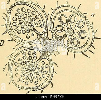 . La botanica per licei e collegi. Botanica. asessuale di generazione, fornito. Fig. 272. Fig. 273. Fig. 272.-Impianto di Marsilia Drummondii. K, apice dello stelo; fo, B, foglie; //, /, i frutti che scaturisce dall'piccioli a X. Una metà dimensione naturale.-Dopo Sachs. Fig. 273. - Sezione longitudinale tTirough tre frutti (fer- tile apici di awaver-leaf) di :-alvimanat(ins. Io, io, due frutti contenenti inicrotporangia ; un, uno con macrosporangia. x 10. -^dopo Sachs. Con radici (ex- cept Salvin- ia). Lo stelo è orizzontale, e galleggia sull'acqua o corre attraverso il fango in fondo s Foto Stock