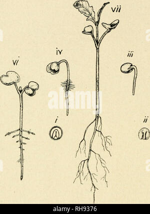 . La botanica della pianta vivente. La botanica. 10 botanica della pianta vivente l'asse sopra l'inserimento dei semi-lascia ; in Charlock è nella regione al di sotto di esse. Essi sono così sollevato al di sopra del suolo, e esposto alla luce. Essi si espandono come foglie verdi e aiutare la nutrizione. In tal modo nel Charlock il seme-lascia servire prima per storage e successivamente per effettuare la nutrizione. Non si tratta di un raro. Si prega di notare che queste immagini vengono estratte dalla pagina sottoposta a scansione di immagini che possono essere state migliorate digitalmente per la leggibilità - Colorazione e aspetto di queste illustrazioni potrebbero non perfectl Foto Stock