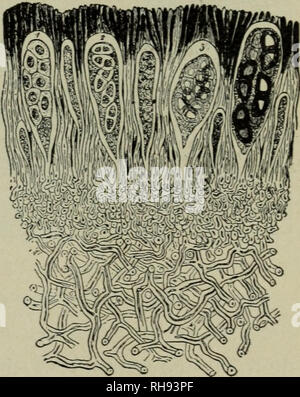 . La botanica per le scuole superiori. La botanica. Fig. 234. Foliaceous lichen (Physcia stellaris). Dimensione naturale. sono moltiplicati e propaga naturalmente dal piccolo bit specializzata del lichen thallus (soredia) che sono separati dal corpo principale. La fruttificazione fase, tuttavia, è quella del fungo. Il frutto del perfetto palcoscenico in quasi tutti i licheni è quella del sac funghi con cui sono classificati. Ci sono un paio di moduli tropicale con frutta basidium funghi. Un gran numero di licheni sac di funghi sono frutto di organismi come quelli dei funghi neri, mentre in molti altri sono come la tazza di funghi. Foto Stock