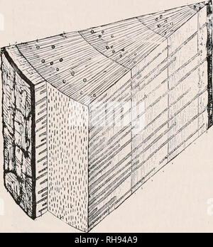 . Botanica agricola per gli studenti. Piante. Struttura di woody steli 201 di acqua e sali minerali forniti dalle radici. Tuttavia, molto di alimenti conservati in alberi viene trasferito alle regioni in crescita attraverso lo xilema. Questo è specialmente vero in primavera come è ben noto nel caso di aceri dove lo xilema trasporta una grande quantità di zucchero nella primavera SAP. In gimnosperme xilema è costituito principalmente da tracheids attraverso cui l'acqua ascende attraverso il passaggio da una cella ad un'altra attraverso la sottile luoghi della bordered box che sono previsti nelle loro pareti cellulari. In woody. Fig. 180. - Piec Foto Stock