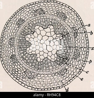 . Botanica agricola per gli studenti. Piante. Struttura di woody steli 197 del cambio. Gli steli delle dicotiledoni e gimnosperme, poiché essi aumentano di diametro per l'aggiunta di nuovi strati di xilema o legno all'esterno di quello precedentemente formate, sono chiamati steli esogeni. Gli steli delle monocotiledoni sono chiamati endogeno di - un termine adottato quando i botanici aveva l'erro- neous nozione che piante monocotiledoni gambi crescono con l'aggiunta di nuovi tessuti all'interno di quelli più vecchi. Struttura di Woody steli steli legnosi, caratteristica di arbusti e alberi di dicotiledoni e gimnosperme, sono il divertimento Foto Stock