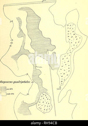 . Botanisk tidsskrift. La botanica; piante; piante. - 101 -. Fig. 13. Oversigt over Fordelingen af Oxycoccus quadripetalus (efter Arealprocent).. Si prega di notare che queste immagini vengono estratte dalla pagina sottoposta a scansione di immagini che possono essere state migliorate digitalmente per la leggibilità - Colorazione e aspetto di queste illustrazioni potrebbero non perfettamente assomigliano al lavoro originale. Botaniske forening i København. København : H. Hagerups Forlag Foto Stock