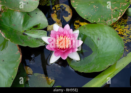 Lily Pond Fiore di Loto a Ventnor Giardini Botanici, Ventnor, Isola di Wight. Foto Stock