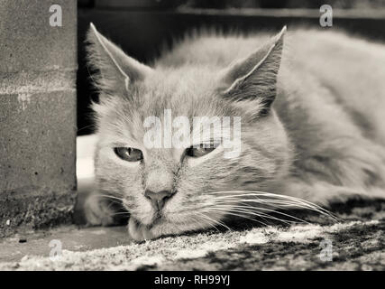 Close-up verticale di sad ginger cat in estate Foto Stock