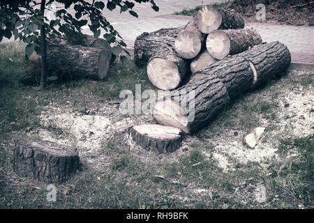 Taglio sanitario: nel Parco abbattere un albero di pino danneggiato dal bostrico. Foto Stock