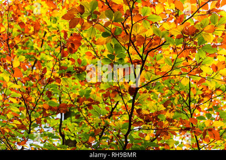 Meraviglioso autunno baldacchino appeso sopra. Foto Stock