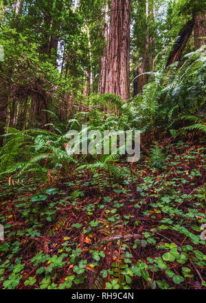 Immagine a colori di una foresta di Redwood. Northern California, Stati Uniti d'America. Foto Stock