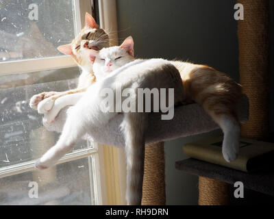 Snuggling gatti e leccare ogni altro sulla coperta Foto Stock