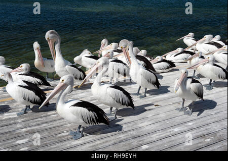 Pellicani Australiani, Pelecanus Cospicillatus, Sull'Isola Di Kangaroo, Australia Meridionale, Australia Foto Stock