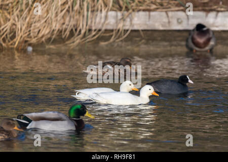 Coppia di addomesticazione Drake bianco anatre di chiamata (Anas platyrhynchos), Aka Coy oche e anatre Decoy, nuoto sulle sponde di un lago in inverno nel West Sussex, Regno Unito. Foto Stock