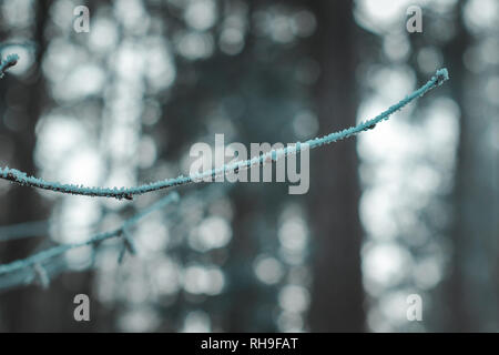 Il ramo di un albero coperto di brina di fronte sfocata sullo sfondo della foresta Foto Stock