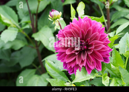 Dahlia 'Vancouver' nel giardino. Foto Stock