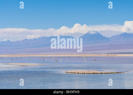 Fenicotteri nella laguna Chaxa vicino a San Pedro de Atacama con Sairecabur Vulcano Foto Stock