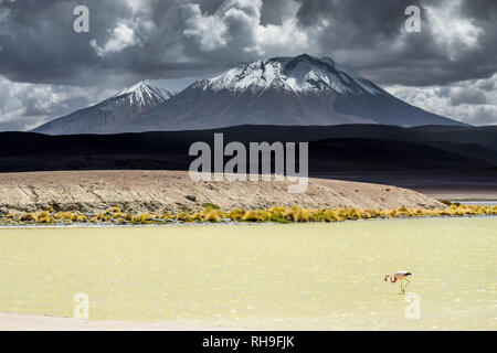 Un solitario flamingo andina durante una tempesta si sta avvicinando. Catturate in alta quota laguna sulle Ande boliviane Foto Stock