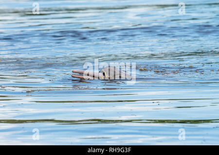 Inia (boliviano delfini di fiume) mangiando un serpente in Amazzonia boliviana Foto Stock