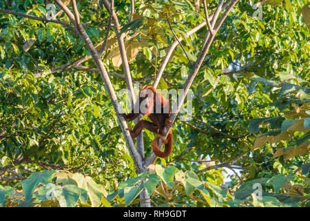 Rosso boliviano scimmia urlatrice sull albero nel Parco Nazionale Madidi, Amazzonia boliviana Foto Stock