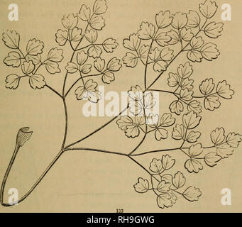 . La botanica per giovani e scuole comuni. La botanica. Tipi e 1-OKMS DI FOGLIE. 53 151. Lascia senza distinzione di peduncolo e lama, o con non molto evidente la distinzione delle parti. Di questo tipo, tra molti altri, possono essere menzionati, - .-/ ^ ago - Foglie di forma, come ad esempio quelle di pini e larici (Fig. 134). Queste sono lunghe e sottili e rigide, e spesso con poco se qualsiasi distinc- zione dei lati. Awl o a forma di foglie Subulate sono quelli che da una base broadish ta- per in un brusco e punto rigido, simili. Ternately decompound, o quattro volte composto foglia. una sorta di quelli della Foto Stock