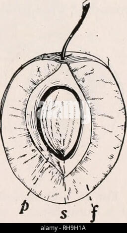 . Botanica agricola per gli studenti. Piante. FiG. 75. - Una sezione trasversale di un pomodoro. B, la sezione trasversale di un arancione. w, ovaio parete; p, placente; s, semi; una, pareti divisorie; io, locales. tures strettamente correlati alle ovaie. Poiché i frutti comportano un certo numero di strutture per la loro formazione, sarà meglio studiare alcuni tipi e quindi formulare una definizione. Pomodoro o tipo di Berry. - Il frutto del pomodoro è costituito dell'ovaio che ha ampliato e diventare carnoso e succosa. La maggior parte commestibile è costituita da carnosi allargamenti che si sviluppano a partire da un angolo interno del locules e quasi riempire Foto Stock