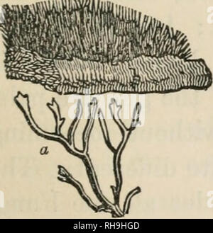 . La botanica per signore; o, un popolare introduzione al sistema naturale di piante, secondo la classificazione di de Candolle. Impianti -- classificazione. Fig. 151.-R.4MALINA fastigiata. (Rocce e alberi.). Si prega di notare che queste immagini vengono estratte dalla pagina sottoposta a scansione di immagini che possono essere state migliorate digitalmente per la leggibilità - Colorazione e aspetto di queste illustrazioni potrebbero non perfettamente assomigliano al lavoro originale. Loudon, la sig.ra (Jane), 1807-1858. Londra, J. Murray Foto Stock